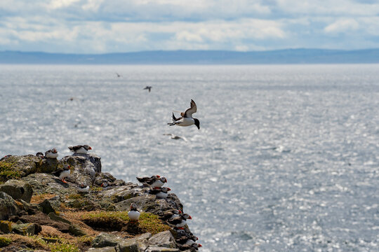 Razorbill flying near the isle of May in Scotland. Alca torda birds on May island. The razorbills breed on the isle of May, a small island in the Firth of Forth. 
