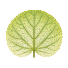 Obraz premium Round green leaf with visible vein structure isolated on a transparent background
