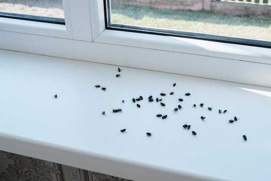 Cluster flies (Musca domestica): grass flies or attic flies on a windowsill, highlighting pest infestation. Insecticide treatment and ultrasonic traps for effective pest control in residential spaces.