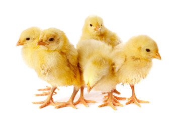 Fototapeta premium Cute yellow chicks on white background. Baby animals