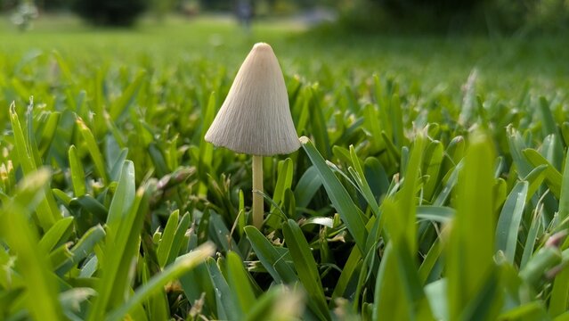 Coprino com&uacute;n aislado entre hierba verde 