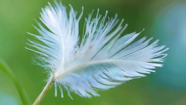 Exquisite 4K macro of soft white feather against teal colored blurred backdrop highlighting the delicate structural details and fine plumes of the plumage sharp focus
