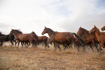 Fototapeta premium Brown horses gallop across dry grassland