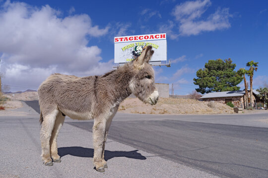 Free‑roaming burro standing on a street in Beatty, Nevada with the Stagecoach Hotel & Casino sign in the background.