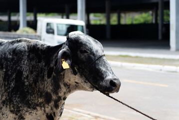 Fototapeta premium Portrait of a Painted Nelore Bull