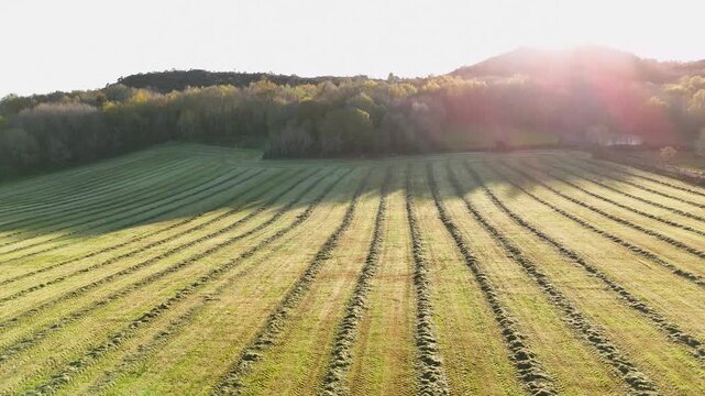 Aerial view of mowed hay field and windrows at sunset