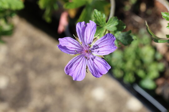 Geranium libani. Close up of large, veined, lilac blue Lebanese geranium flower in spring sunshine. 