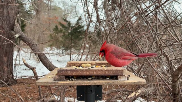 Red Northern Cardinal takes peanut from bird feeder and flies away