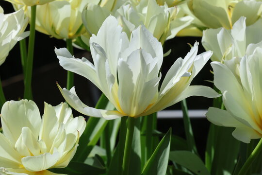 Tulipa 'Exotic Emperor', Close up picture of single cream and white semi double tulip with green streaks.  