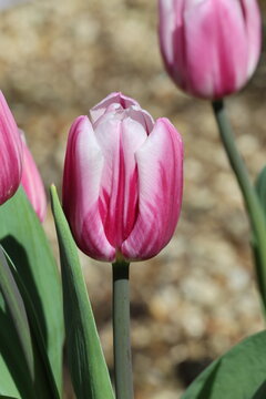 Tulipa 'Bojangles'. Close up of single tulip flower with darker pink tones around the base with lighter shades of pink in flame patterns towards the top. 