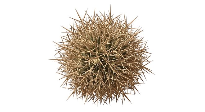 Detailed vector illustration of a large brown cactus spines in a graphic design