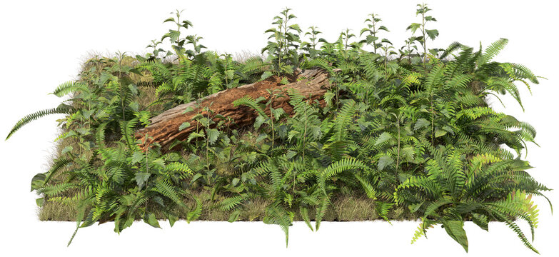 Forest floor vegetation patch with fallen tree trunk and dense wild plants isolated