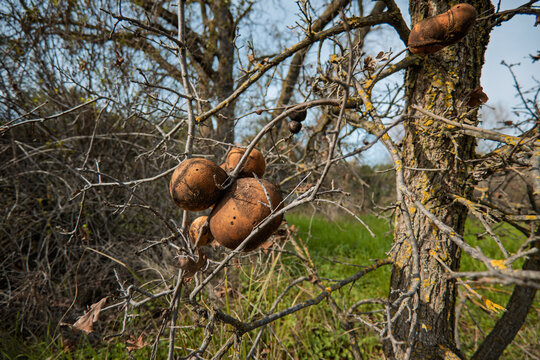 Brown oak galls on bare winter branches in a California