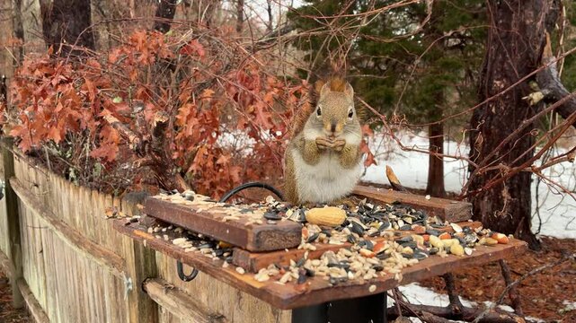 American Red Squirrel looks at camera and eats a nut on a snowy day