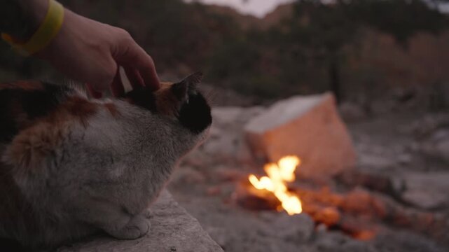 Hand Petting a Calico Cat Sitting on a Rock Near the Eternal Flame at the Chimaera in Turkey, Cozy and Warm Atmosphere at Dusk, Flickering Fire in the Background