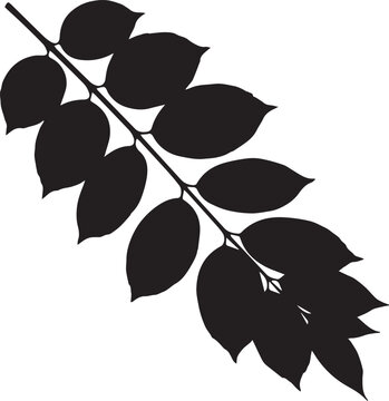 Leaf Branch Silhouette, Botanical Vector Foliage with Oval Pinnate Leaves