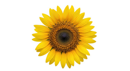 Fototapeta premium Vibrant sunflower with detailed center