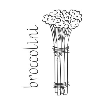 A bunch of fresh broccolini stems tied together. Concept of healthy eating, plant-based nutrition, and natural organic food. Symbol of freshness, balanced diet, and modern wellness lifestyle.