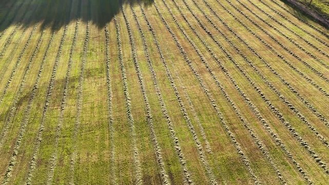 Aerial drone flying over freshly mown hay field