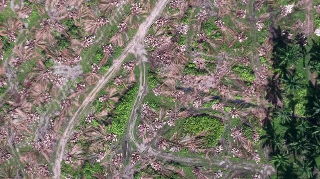 Aerial view dry oil palm plantation with cleared palm trees