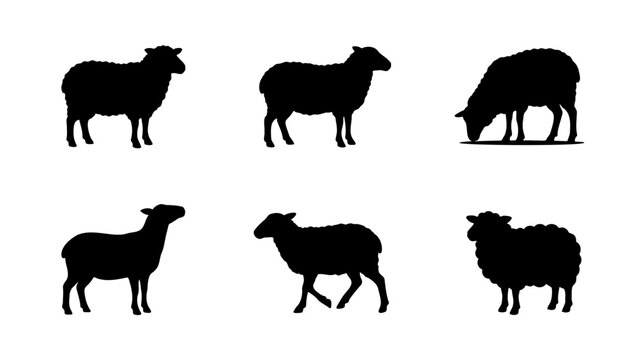 Sheep silhouette vector set, 6 farm animal icons in black, livestock and lamb profile graphics for agricultural branding and logos