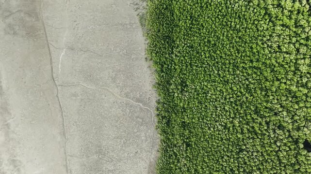 Aerial mangrove forest border with tidal mudflat and shoreline