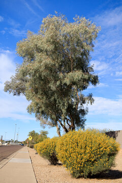 Xeriscaped roadside with a flowering row of Senna artemisioides shrubs, commonly known as Feathery Cassia or Silver Cassia, and Red Ironbark tree (Eucalyptus sideroxylon), Phoenix, Arizona