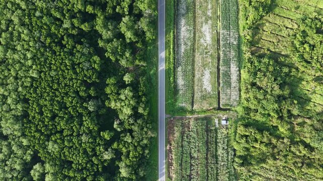Balik Pulau Drone View Road Dividing Mangrove Forest And Farmland