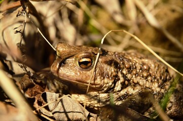 Obraz premium Common Toad Camouflaged in Dry Grass