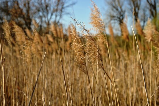 Dry Reeds Swaying in the Sunlight