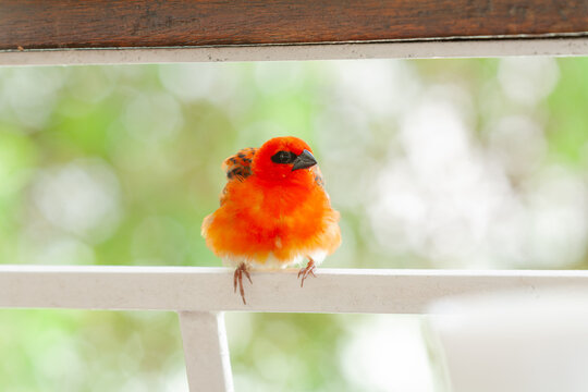Madagaskarweber zur Brutzeit mit leuchtend roten Federn