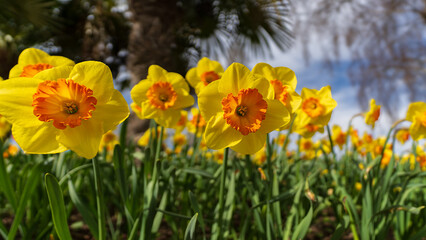Fototapeta premium Yellow daffodils in sunlight with selective focus and soft spring background