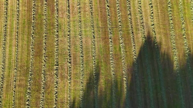 Aerial view of mowed farmland with tree shadows