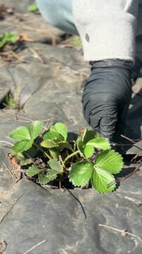 Gardener in gloves removing old dry leaves from strawberry bushes in spring
