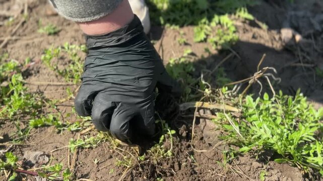 Gardener using pruning shears to cut dry old plants