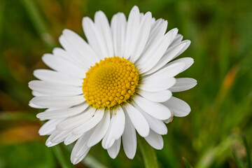 Obraz premium Field of white daisy flowers blooming abundantly in an outdoor meadow during the spring season