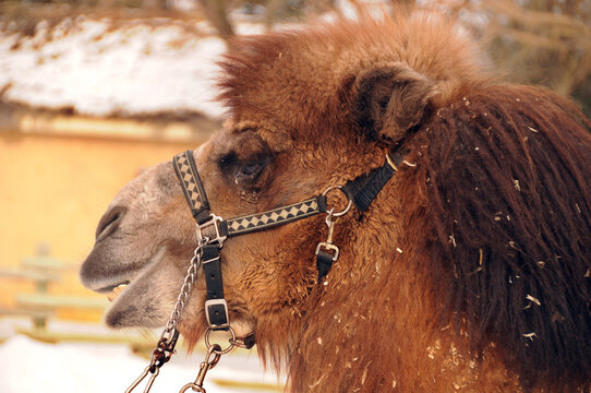 Camel  is an ungulate within the genus Camelus, bearing distinctive fatty deposits known as humps on its back. There are 2 species of camels: the dromedary l has a 1 hump, and the bactrian has 2 humps