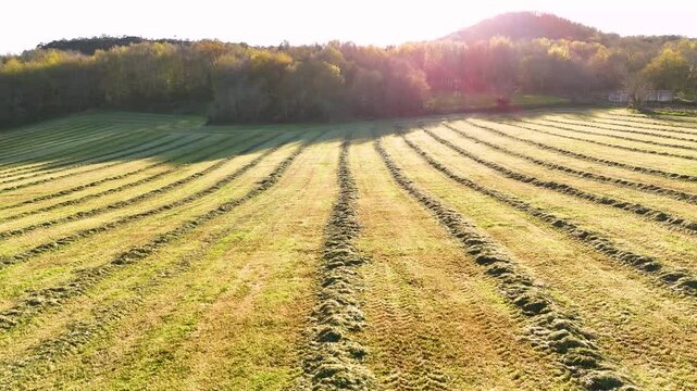 Freshly cut grass in windrows on agricultural field at sunset