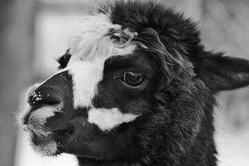 Fototapeta premium Alpaca is a domesticated species of South American camelid. It resembles a small llama in appearance.Alpacas are kept in herds that graze on the level heights of the Andes of southern Peru