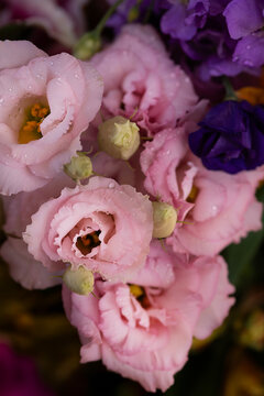 Close up of pink flower