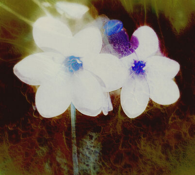 abstract background with colorful flowers