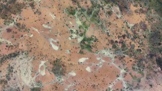 Aerial oil palm lush green plantation replanting patterns