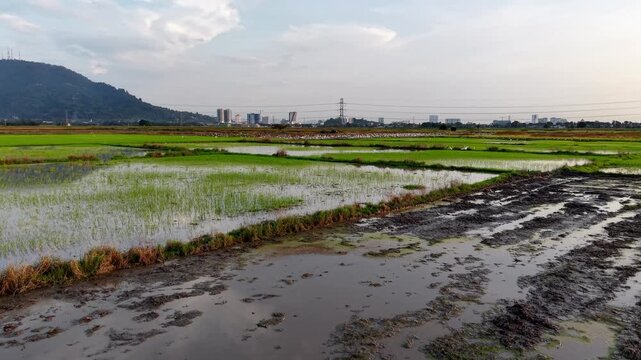 Aerial sunset paddy field with flooded rice paddies