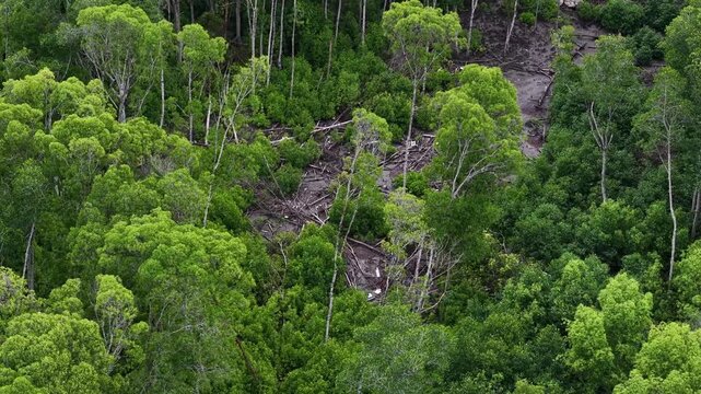 Forest with a lot of trees and a lot of debris