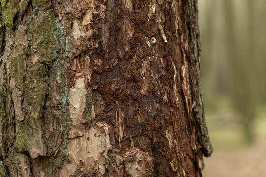 Close-up pine tree trunk damaged by bark beetles. The image highlights insect traces, damaged bark texture, and signs of forest infestation, emphasizing ecological problems and tree disease