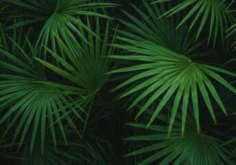 Fototapeta premium Lush vibrant green tropical palm leaves forming a dense natural background texture suitable for design or overlay projects, nature, palm, frond