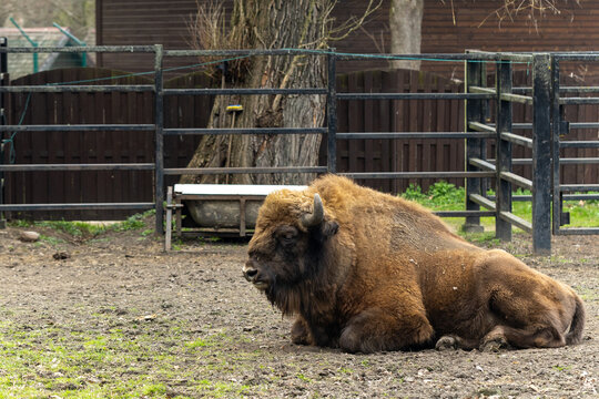 A bison at the Białystok Zoo, a Białowieża bison lies in a clearing at the zoo.