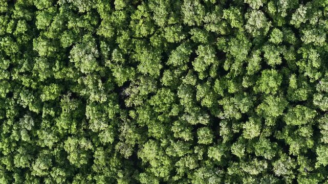 Drone View Over Dense Mangrove Forest Canopy