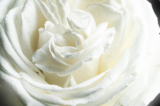 white rose close up