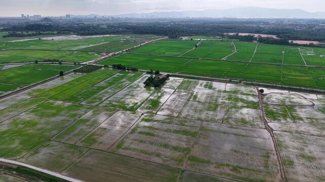 Labuh Banting Rice Paddy Fields Overhead Drone View